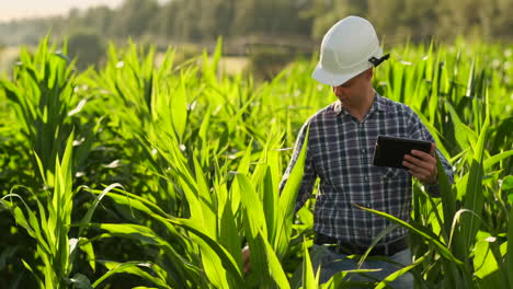 A-male-farmer-with-a-tablet-at-sunset-in-a-field-of-corn-examines-the-plants-and-using-the-application-controls-and-sends-for-analysis-data-on-the-successful-harvest.